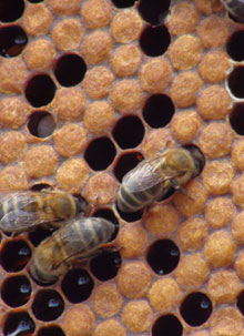 apicultura en la Reserva de la Biosfera riojana