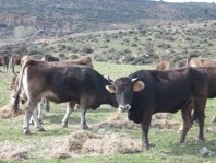 Ganado vacuno en la Reserva de la Biosfera