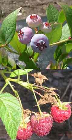 frutos de arandano y frambuesa