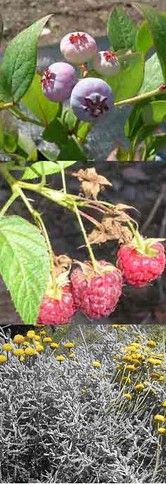 proyecto cultivos arándanos y plantas