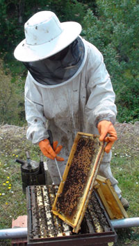 apicultor en la Reserva de la Biosfera