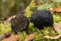 Trufa de la Reserva de la Biosfera