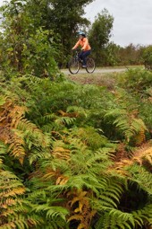 Vía verde del Oja entre helechos
