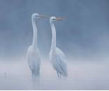 3_Premio_GarzasEnLaNiebla_CarlosGimenezPradas_baja