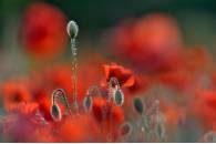 Título: "Explosión de color"