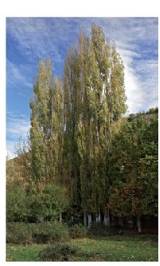 Lombardos de la fuente de Los Linares