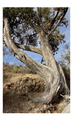 Enebros de Valdejuta