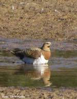 planGestion_G_Iberica_Cesar