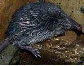 Galemys_pyrenaicus_01_by-dpc copia