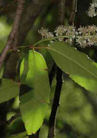 Loro o Laurel de Portugal