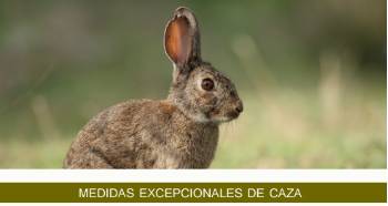 MEDIDAS_EXCEPCIONALES