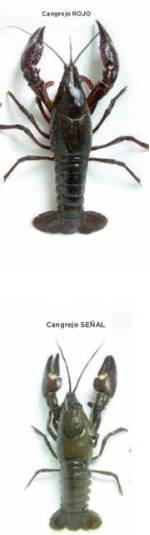 cangrejo_rojo_senal