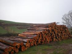 madera de abeto Douglas