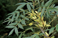 Fresco Común_estrecha pq