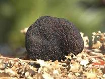 trufa negra de invierno