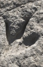 Huella de dinosaurio