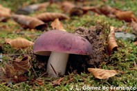 Rusula de la Reserva de la Biosfera